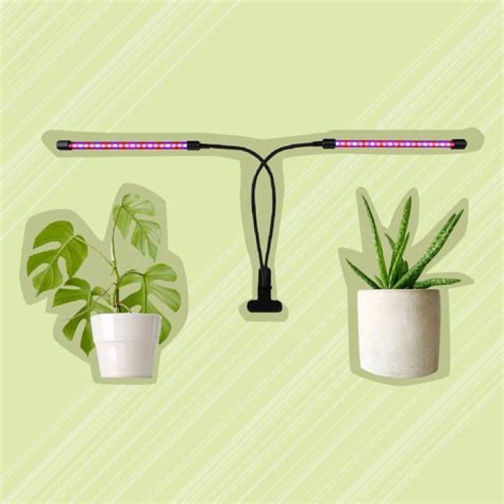 What is the best artificial light for plants?