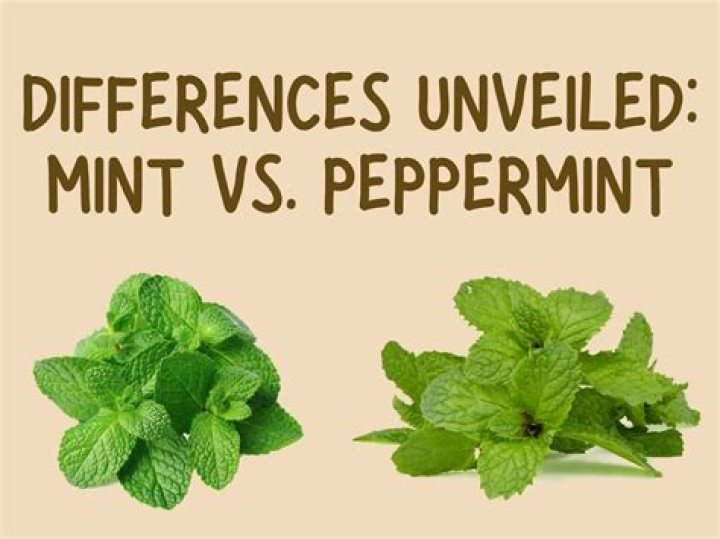 What is the difference between Mint and Quicken?