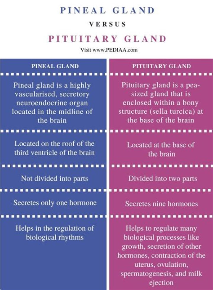 What is the difference between pineal gland and pituitary gland?