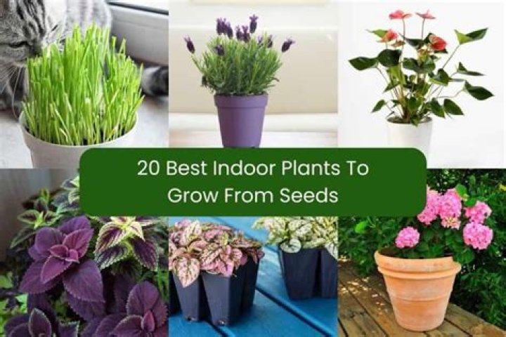 What is the easiest plant to grow?