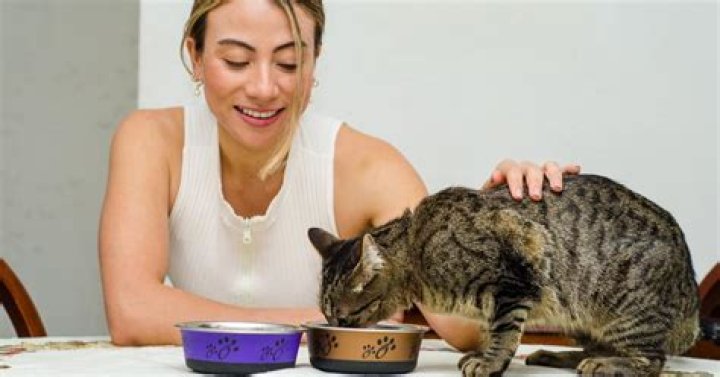 What is the healthiest food for indoor cats?
