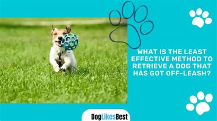 What is the least effective method to retrieve a dog that has gotten off leash?