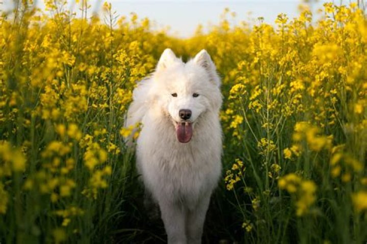 What is the most beautiful dog?