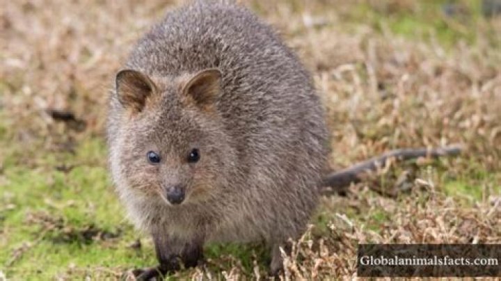 What is the most shy animal?