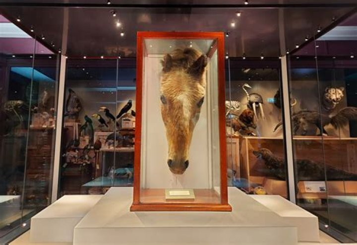 What is the oldest living horse on record?