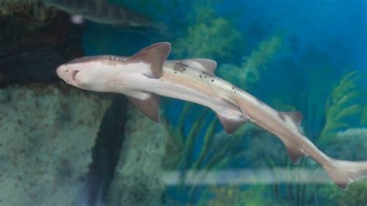 What is the smallest shark?