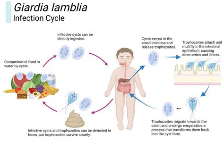 What kills human Giardia?