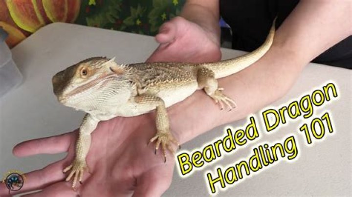 What kind of toys do bearded dragons like?