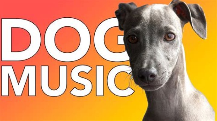 What music do dogs love?