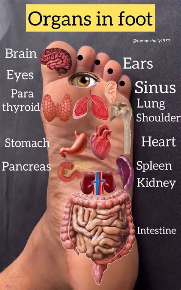 What organs are connected to your feet?