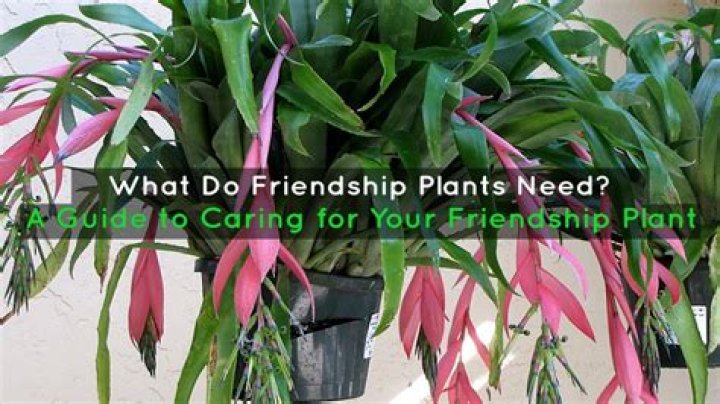 What plant should I give my boyfriend?