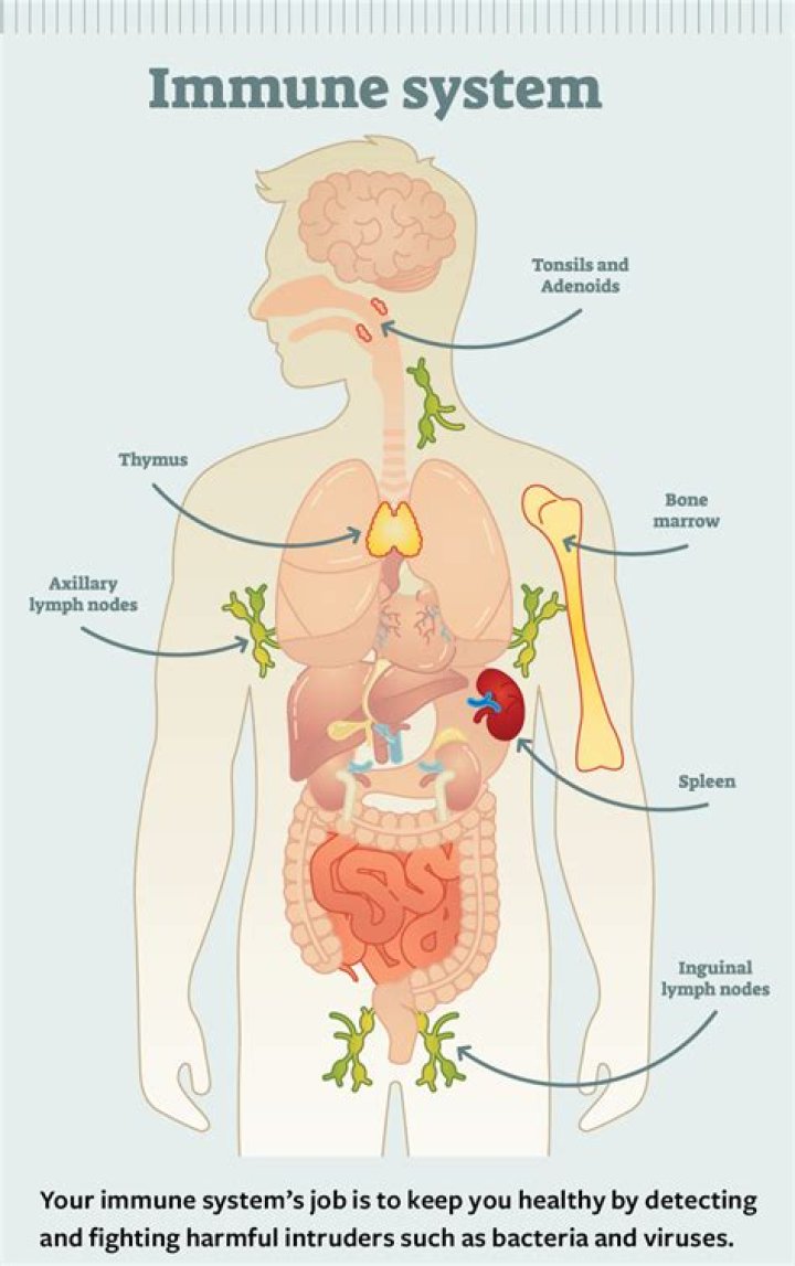 What prevents the body from absorbing too much iron?