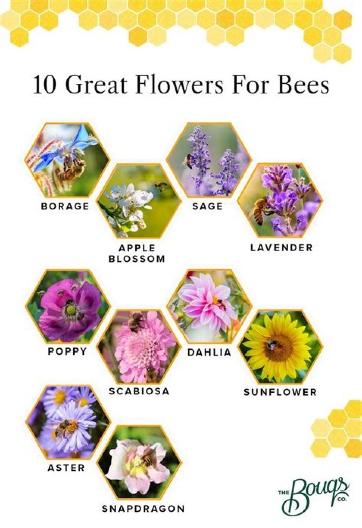 What scent draws bees?