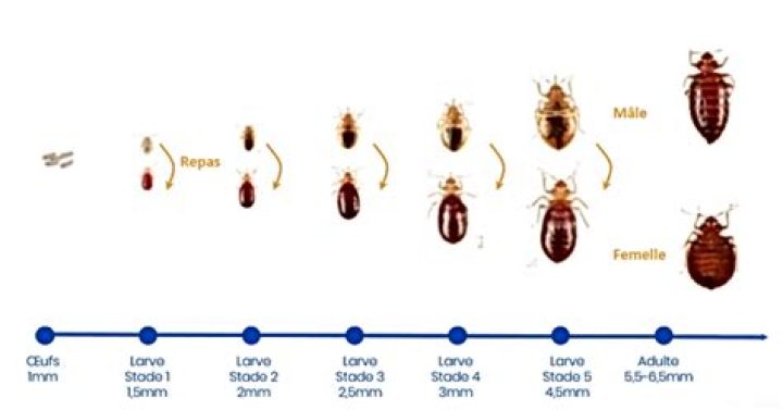 What smells attract bed bugs?