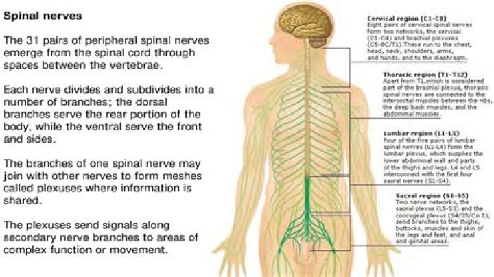 What spinal nerves affect the knee?