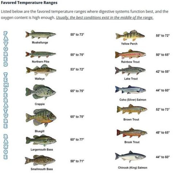 What temperature are fish most active?