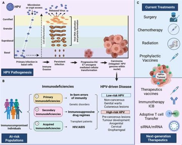 What type of HPV causes CIN 3?