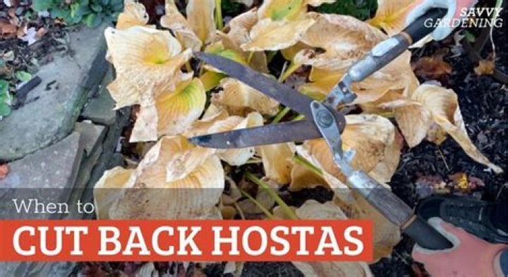 When should I cut back hostas?