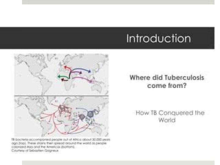 Where did tuberculosis come from?