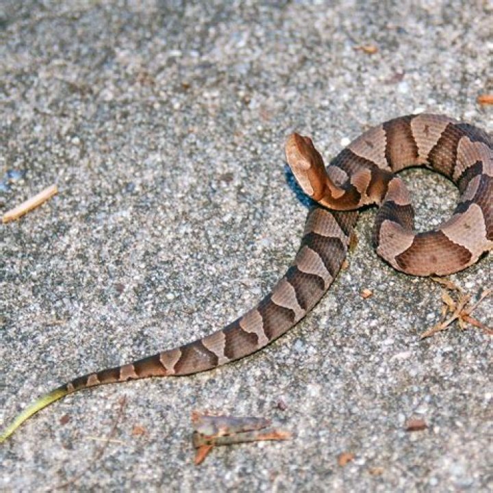 Where do copperhead snakes like to hang out?