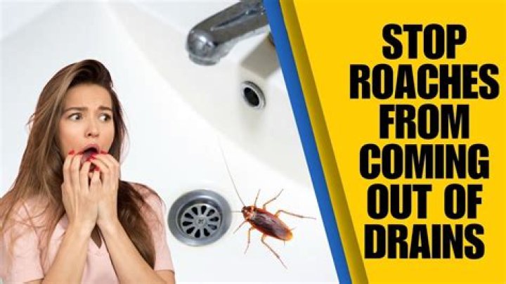 Where do roaches come from when your house is clean?