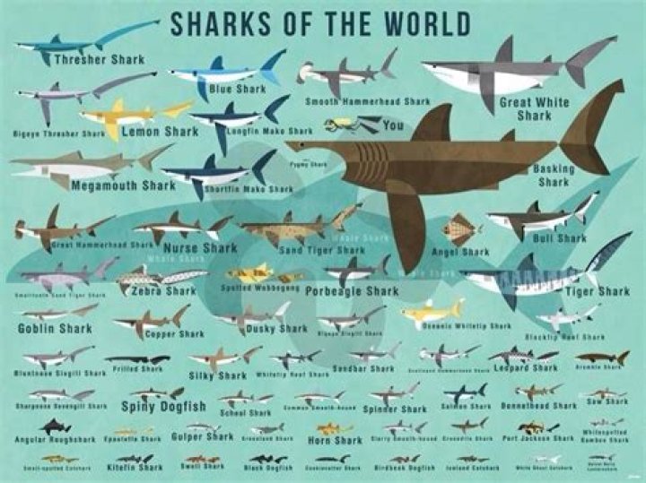 Where is there no sharks?