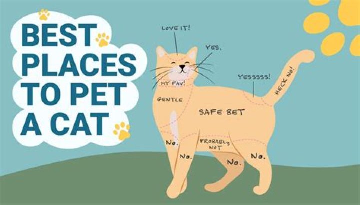 Where should you not pet cats?