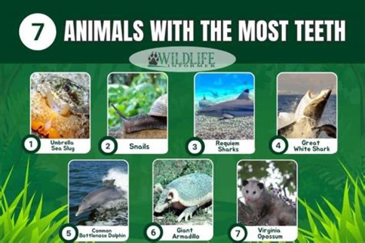 Which creature has most teeth?