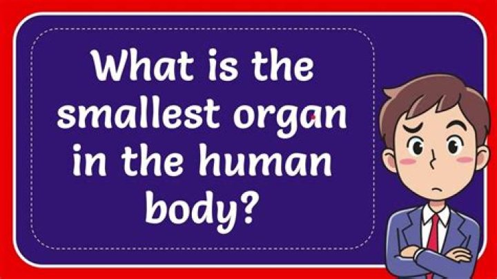 Which is the smallest organ of our body?