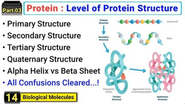 Which level of protein structure is most responsible for an enzyme's ability to catalyze a reaction?