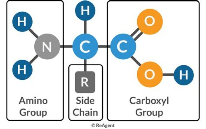 Which option explains why this amino acid can act as both an acid and a base?