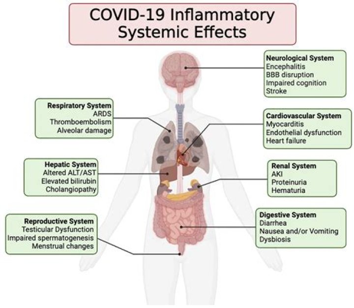 Which organ system is most often affected by COVID-19?