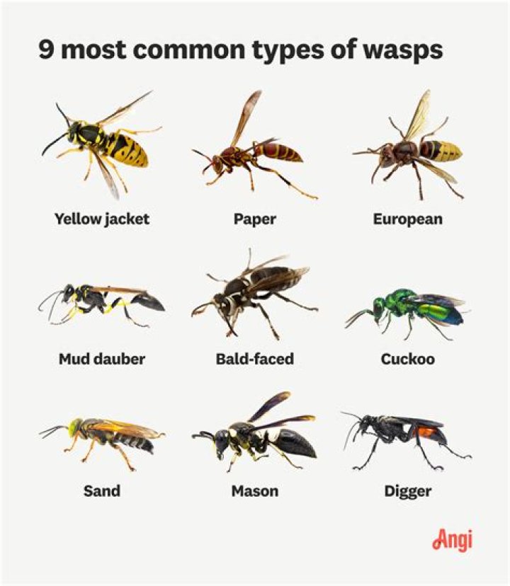Why are there so many wasps in 2021?