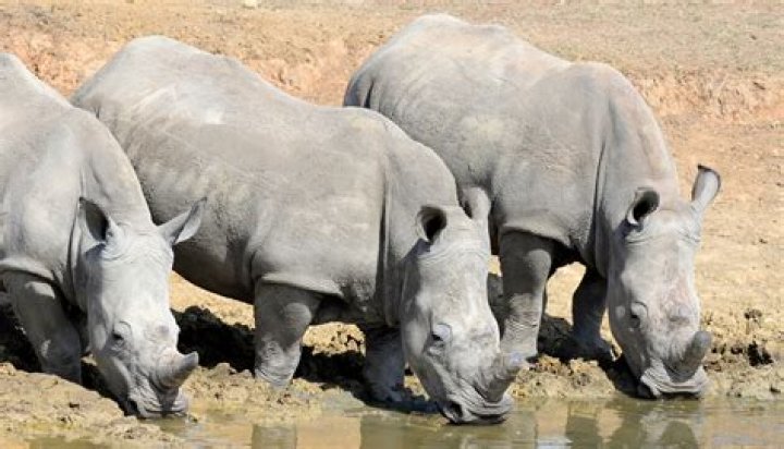 Why can't rhinos remove suits?