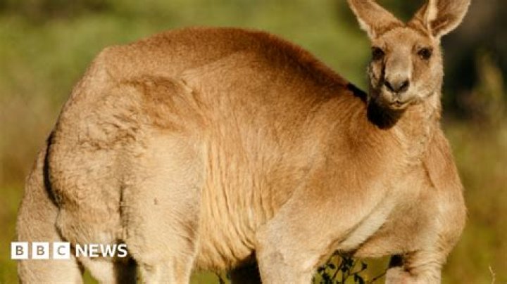 Why did the ocean try to drown Moana?