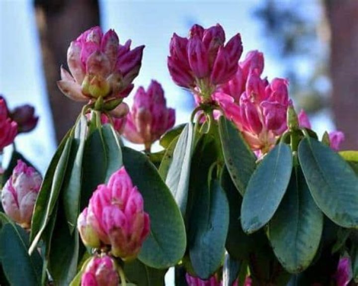 Why didnt my rhododendron bloom this year?