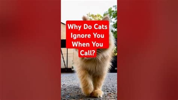Why do cats ignore you?