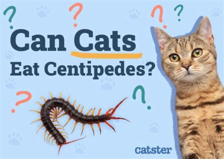 Why do cats like their butt scratched?