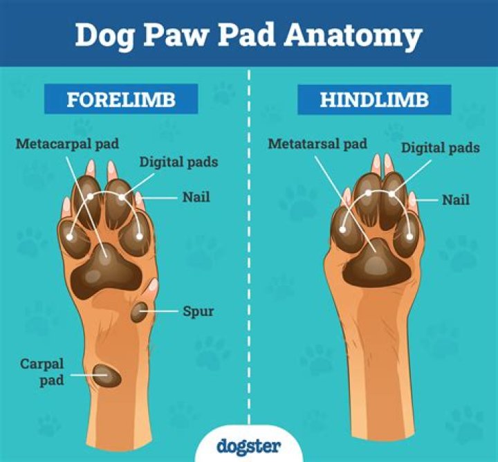 Why do dogs offer their paw?