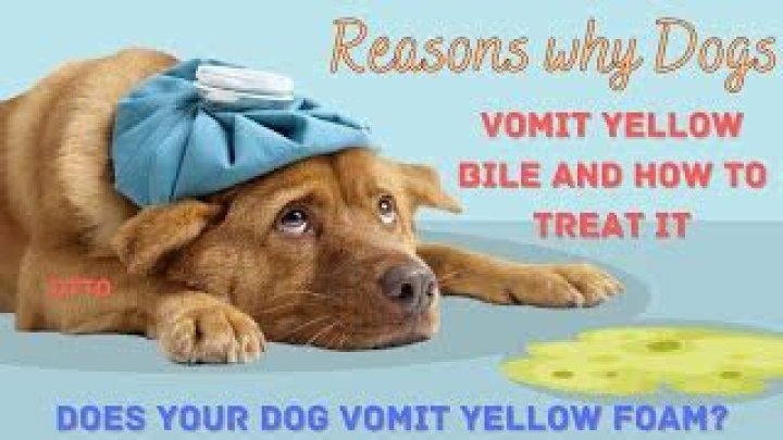 Why do dogs vomit yellow?