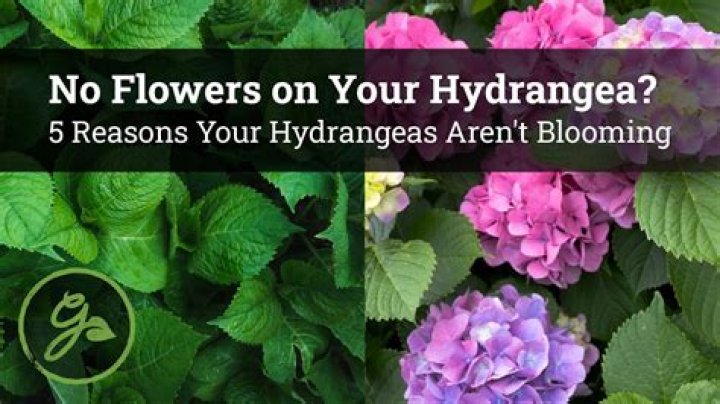 Why do hydrangeas not bloom?