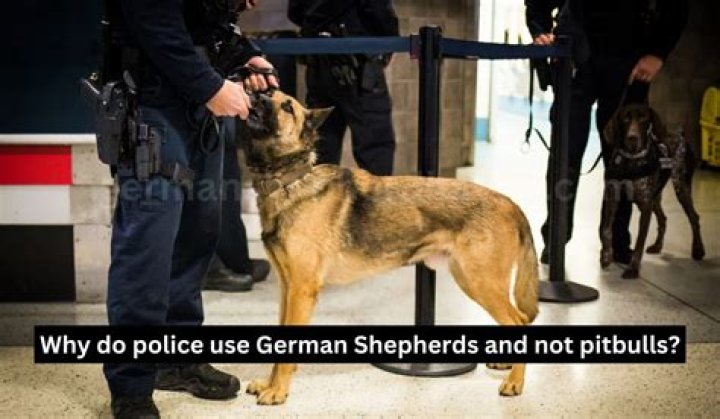 Why do police use German shepherds?