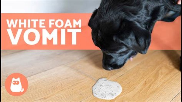 Why do puppies vomit foam?
