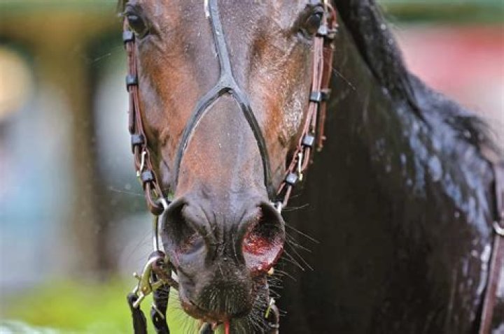 Why do race horses bleed from the nose?