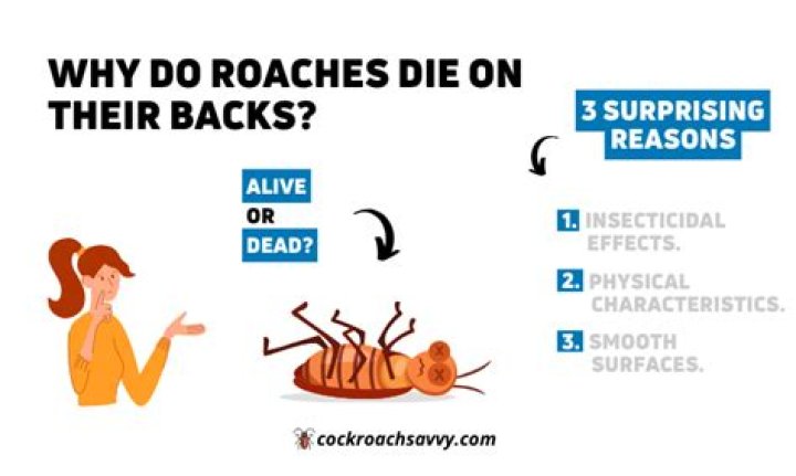 Why do roaches fall on their back?
