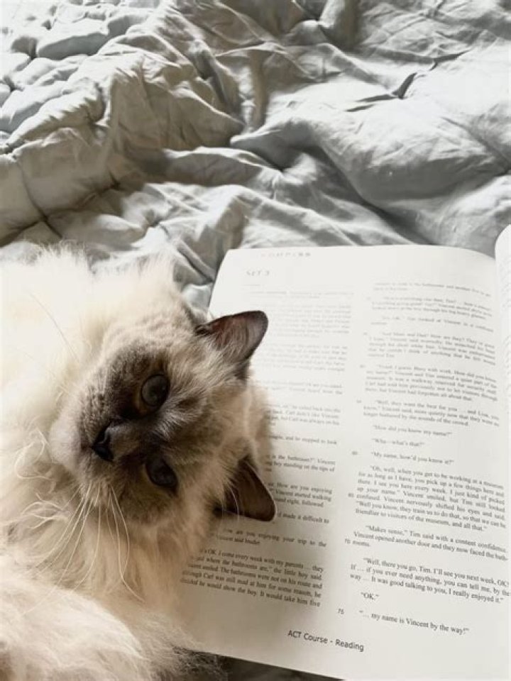 Why does my cat always want to be near me?