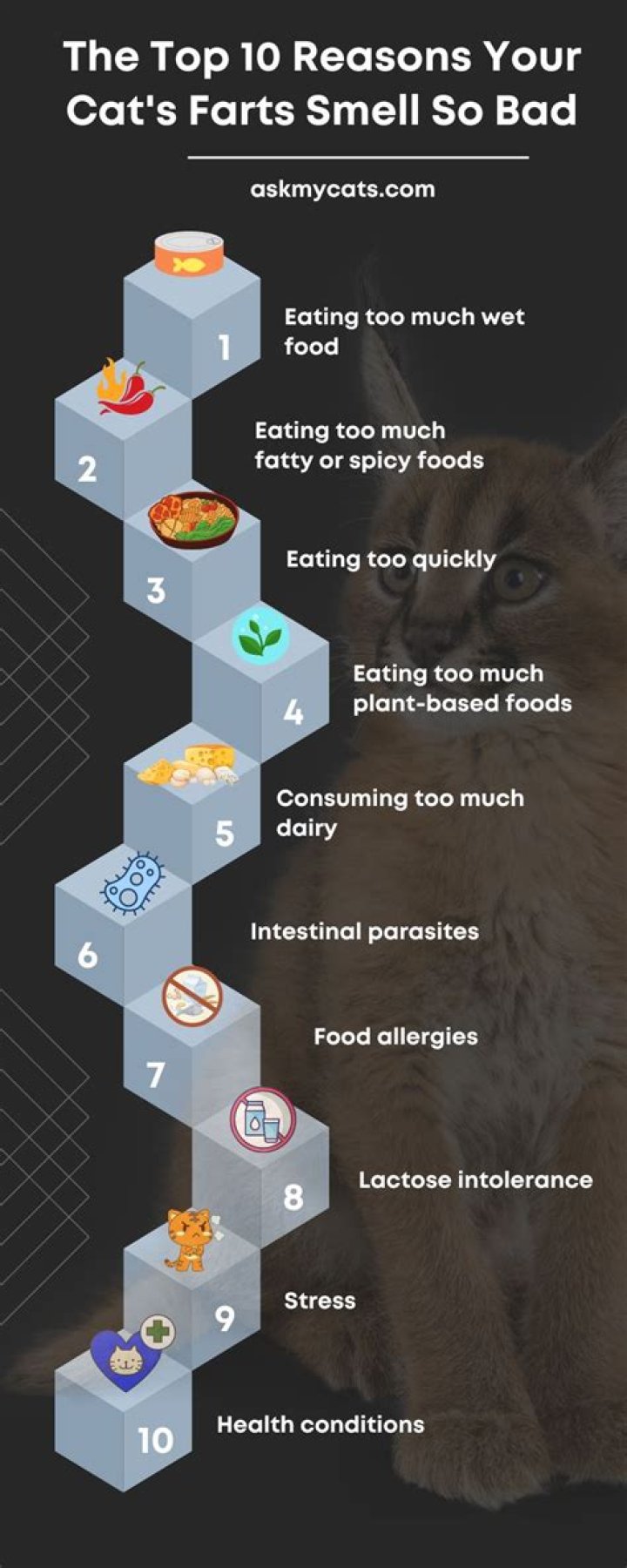 Why does my cat fart so much?