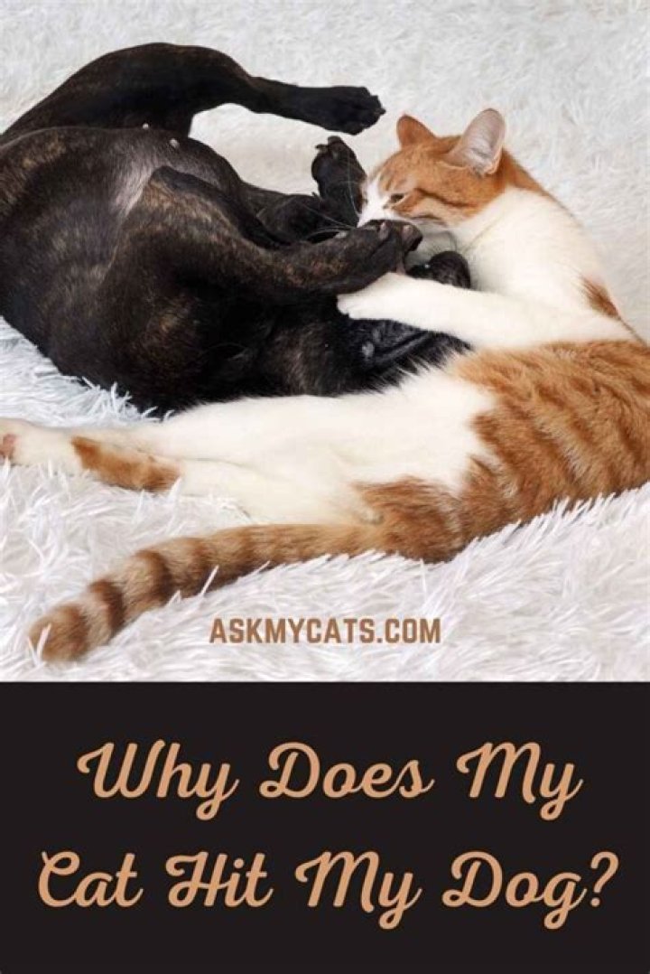 Why does my cat hit my dog?