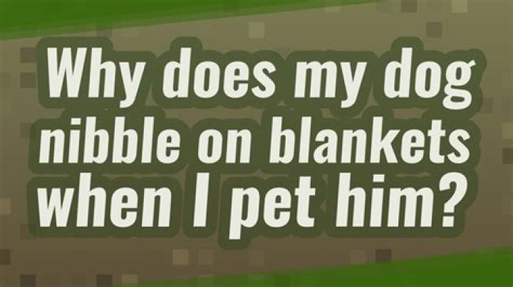Why does my dog nibble on blankets when I pet him?