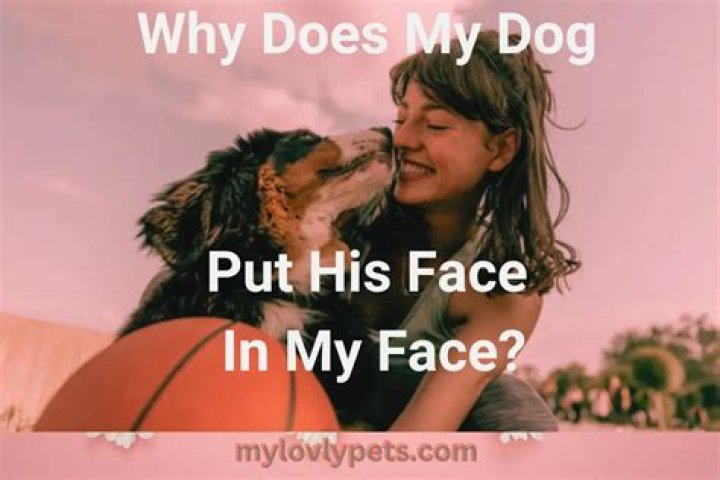 Why does my dog put his face in my face?
